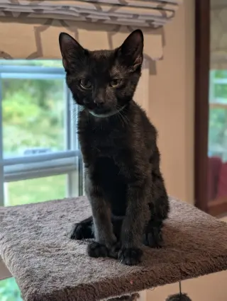 Stitch Thayer - must have a young cat buddy