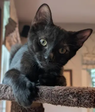 Stitch Thayer - must have a young cat buddy