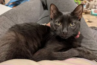 Stitch Thayer - must have a young cat buddy