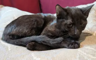Nani Thayer - needs a young cat buddy