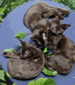 Nani Thayer - needs a young cat buddy