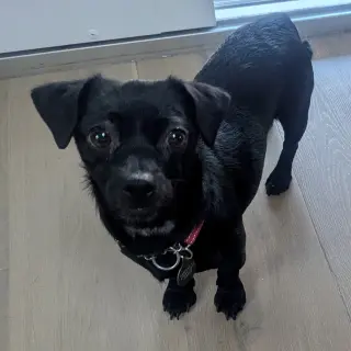 Darla