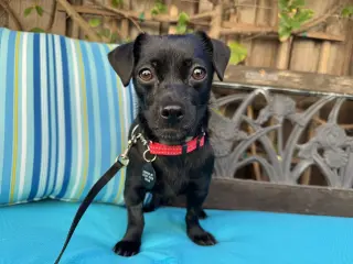 Darla
