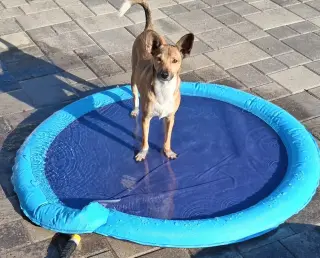 Apollo