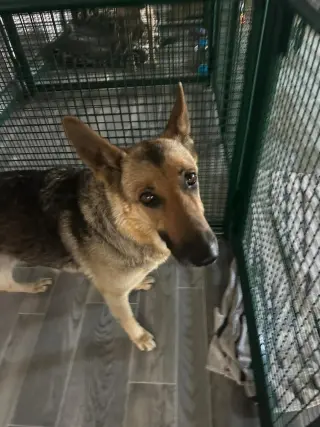 Nova