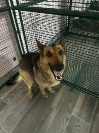 Nova