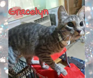 Gracelyn