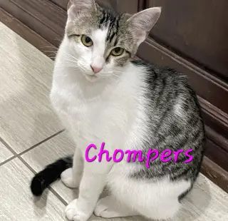 Chompers #more-purrs-less-drama