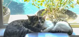 Chompers #more-purrs-less-drama