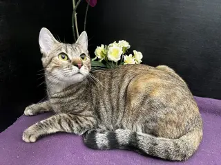 Marigold