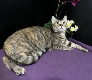 Marigold