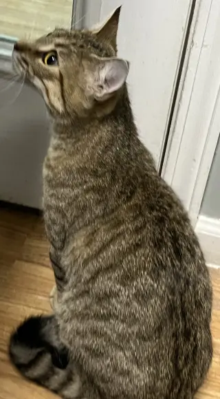 Muffin