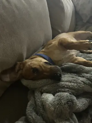 SLINKY "SLINKS"