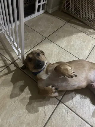 SLINKY "SLINKS"