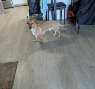 SLINKY "SLINKS"