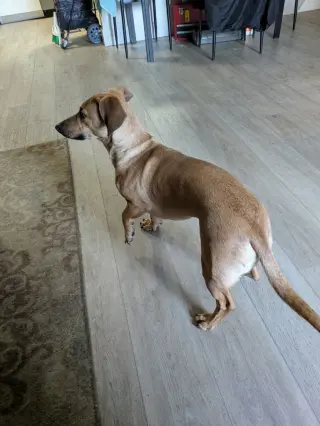 SLINKY "SLINKS"