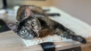 Torta - Tortie Girl