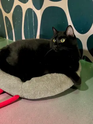 Zeke