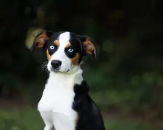 Dodger