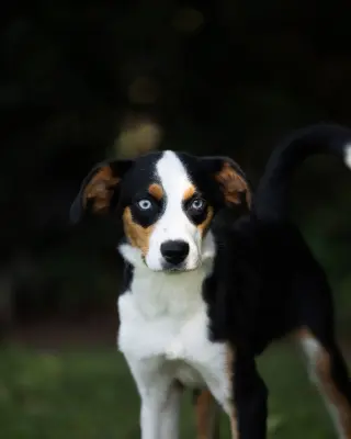 Dodger