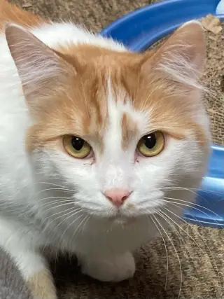 Guppy