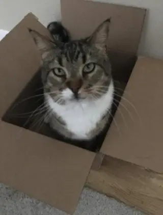 Stewie