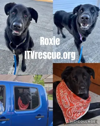 Roxie