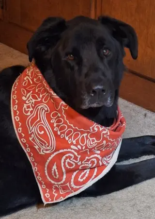 Roxie