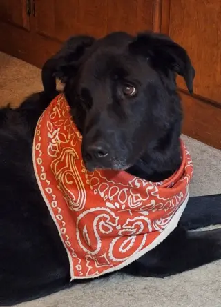 Roxie