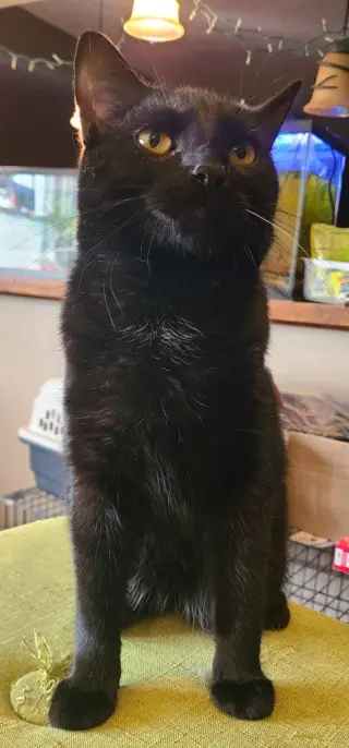 Mushu