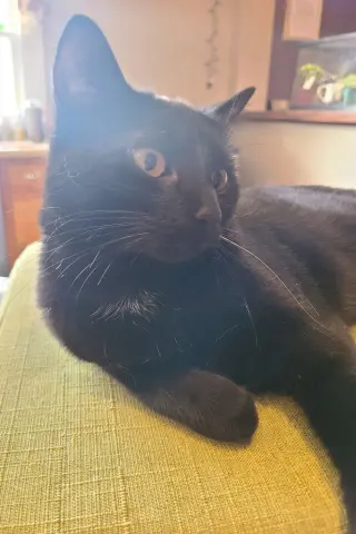 Mushu