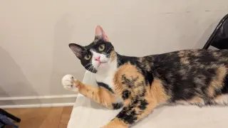 Sassy