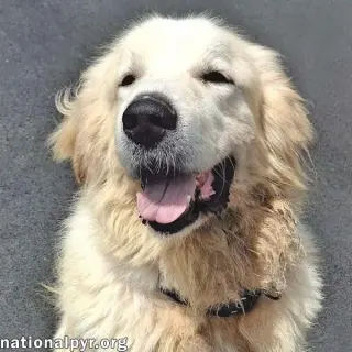Max in NY - Eager-To-Please Cuddle Bug!