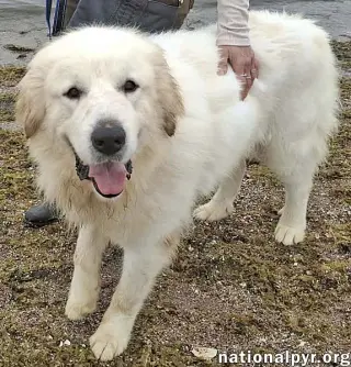 Max in NY - Eager-To-Please Cuddle Bug!