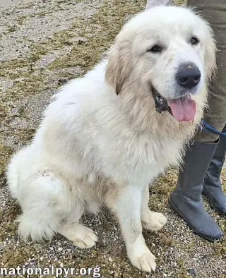 Max in NY - Eager-To-Please Cuddle Bug!