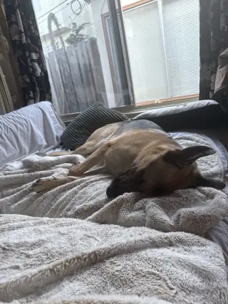 Gus