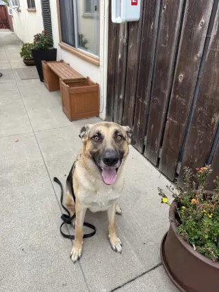 Gus