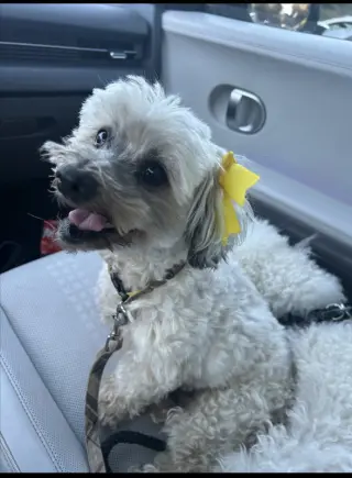 Chiquita