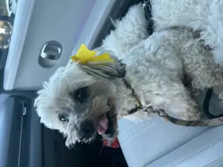 Chiquita