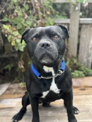 Beau