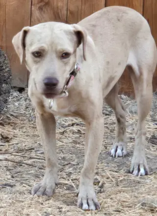 Sadie