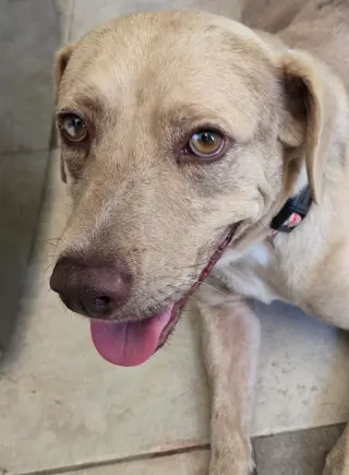 Sadie