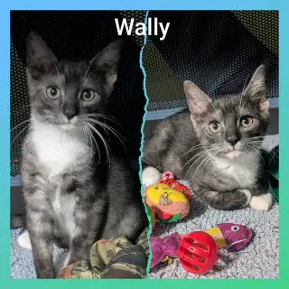 Wally