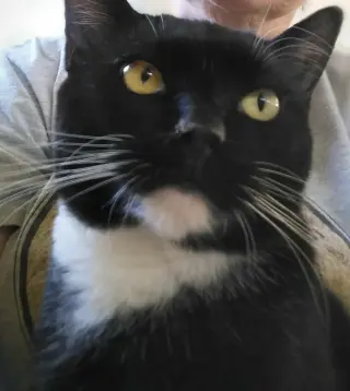 Tom Kat