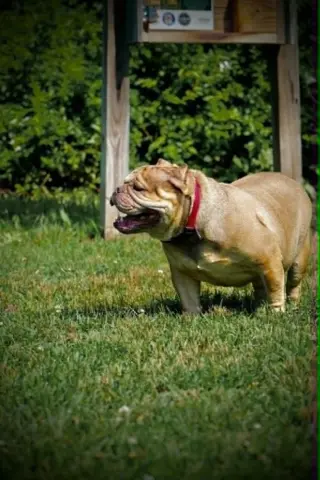 Truffle (GA)