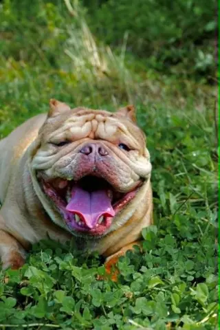 Truffle (GA)