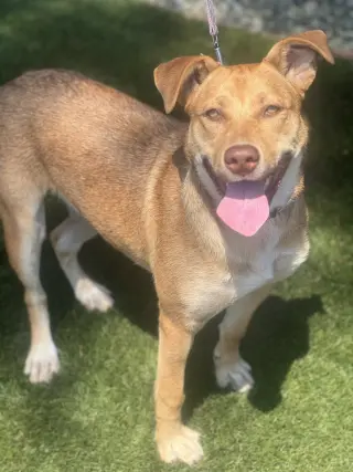 Hazel