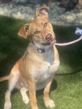 Hazel