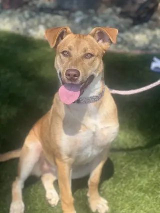 Hazel