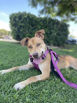 Hazel